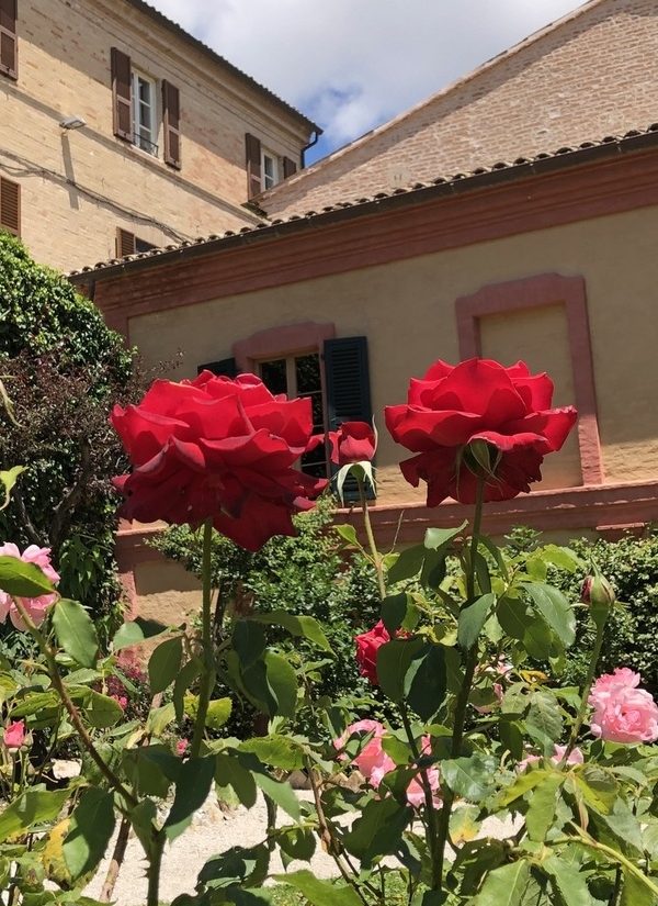 Rose giardino delle ricordanze
